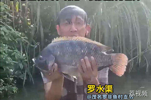 一条罗非鱼的两次关税战