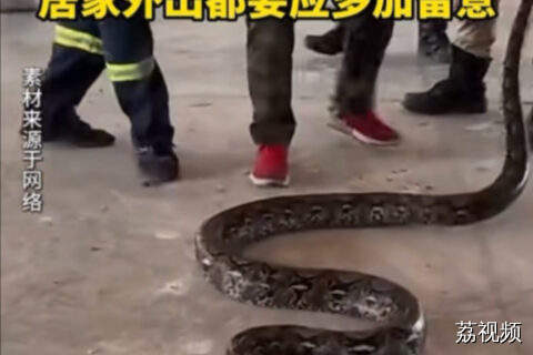 夏季气温升高，“蛇出没”请注意！