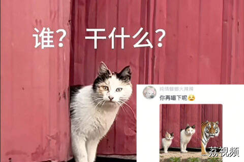 猫妈妈霸气护崽“谁想偷我的小孩儿”