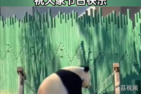 可爱的国宝们也太萌了 祝大家节目快乐