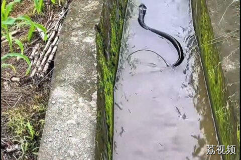 看清楚了，水沟里的不是水管，竟然是游泳的眼镜蛇！