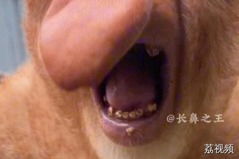 发糖了！广州长鼻猴家族有喜啦~ 快来见证甜蜜时刻