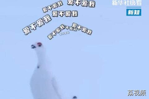 奇奇怪怪，可可爱爱！这些奇怪鸟叫声你听过没？