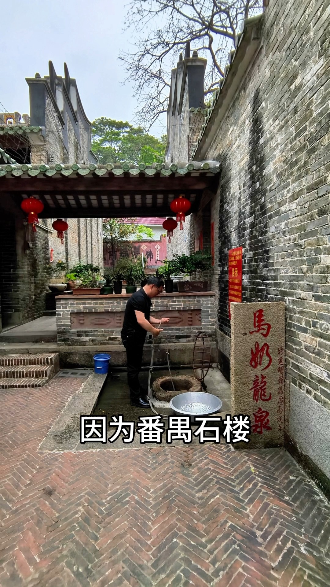 马奶龙泉