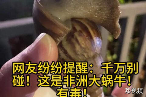 警告！雨后遇到这种大蜗牛千万别碰！