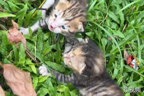 广东铲屎官无奈：狗狗啥都能捡到，这次是奶猫