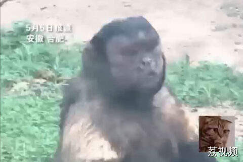 合肥动物园国字脸猴丑萌出圈