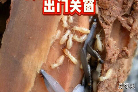 近期高发！多在雨后傍晚来袭，出门记得关窗！