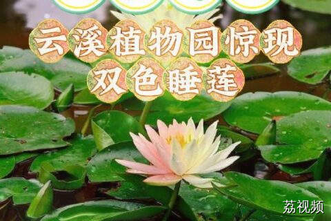 云溪植物园惊现双色睡莲