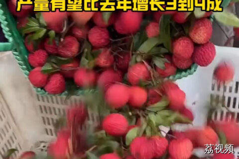 广东今年或迎来荔枝大年！产量有望比去年激增3到4成！