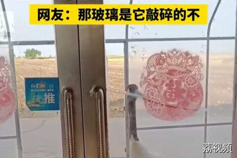 被丹顶鹤敲门是一种什么体验