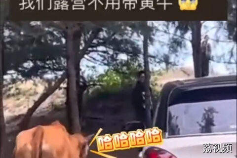 小姐姐露营被牛盯上