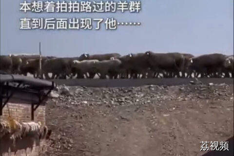 网友本想拍摄过路的羊群