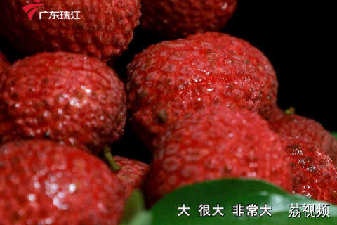 鸡蛋大小的荔枝即将上市！探秘新品种巨美人