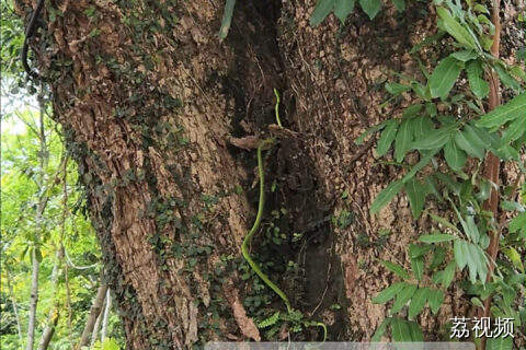 注意看！这不是绿色飘带，是小青现原形了！