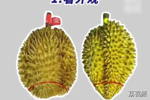 挑选“报恩”榴莲的五个步骤