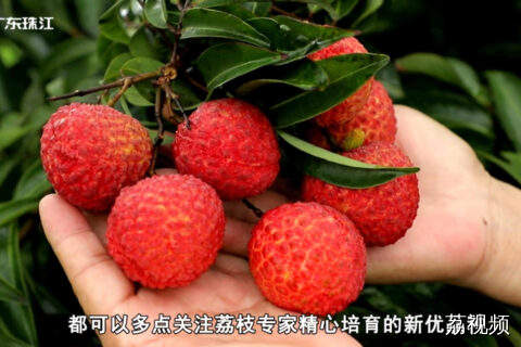 鸡蛋大小的荔枝即将上市！探秘新品种巨美人
