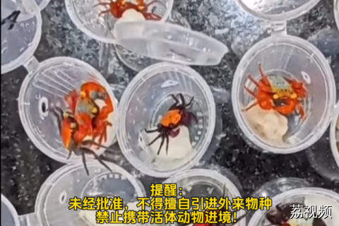 这些年广东海关查获的“神奇”的物件