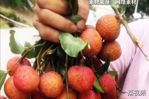 大家期待的“荔枝自由”终于要来啦，慢慢叹佢，甜度爆表！