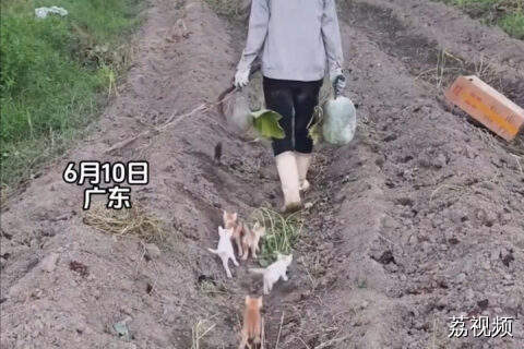广东阿姨喊小猫“返屋企饮冬瓜汤”太有爱
