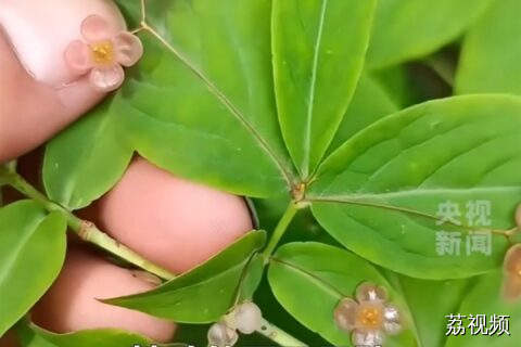 珠光宝气的植物