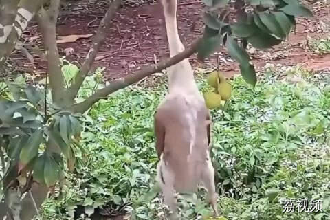 见过偷吃荔枝的鹅吗