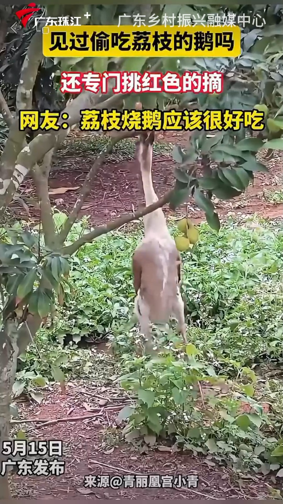 见过偷吃荔枝的鹅吗