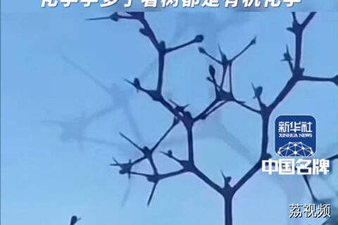 “一棵苯苯酚酚的树”！化学学多了，看树都是有机化学