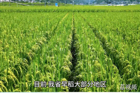 高温多雨天气持续，作物应如何管理？