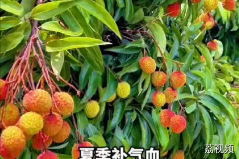 趁夏天 喝一碗荔枝醪糟蒸鸡蛋 是很好的补气血“小甜水”