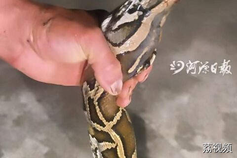 蟒蛇半夜“偷袭”农家，村民徒手擒获交给消防队员！