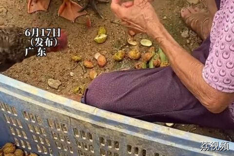 阿婆用一大筐荔枝喂鸡鸭，细心帮鸡鸭们剥皮喂食！