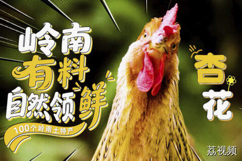 岭南土特产——肇庆杏花鸡