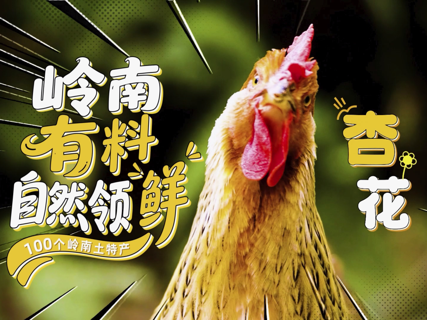 岭南土特产——肇庆杏花鸡