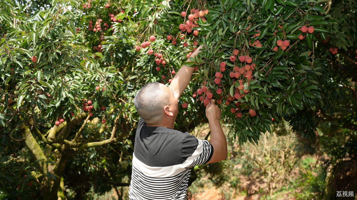 生鲜半托管助力农产品上行，茂名荔枝在淘宝销量增长216%