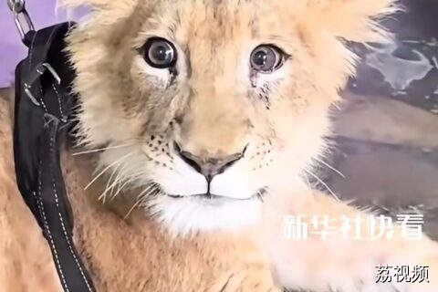 颜值超高小狮子，心都要被萌化了！