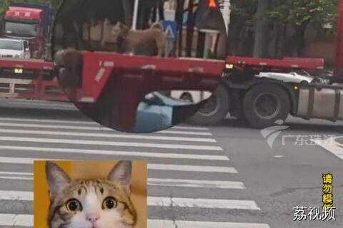 狗子在挂车上走起了秀