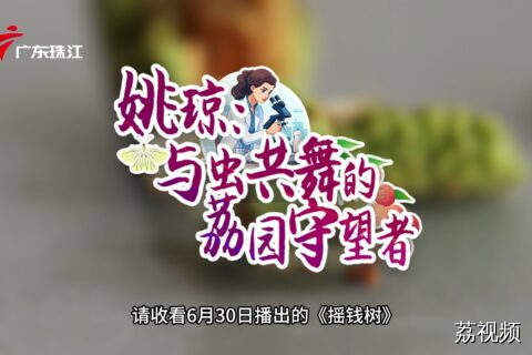 科技守护岭南甘甜，揭秘荔枝头号害虫的防治者