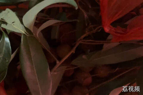广东房东给租户派荔枝