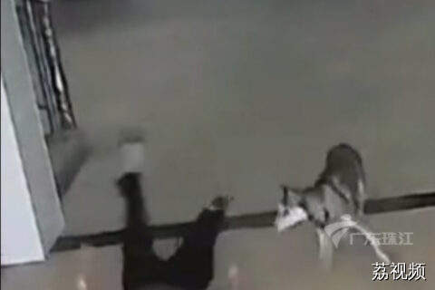 广东出现狂犬病致死悲剧，抓咬伤规范处置要牢记