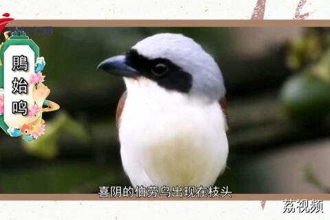 二十四节气・芒种 | “时雨及芒种，四野皆插秧”