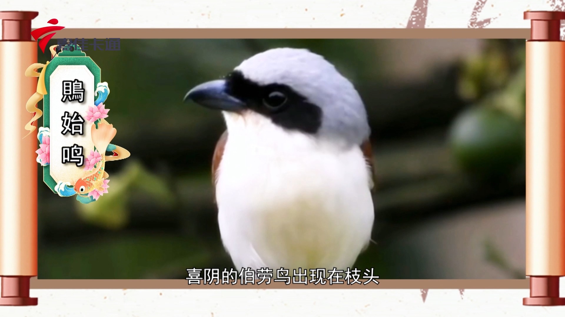 二十四节气・芒种 | “时雨及芒种，四野皆插秧”