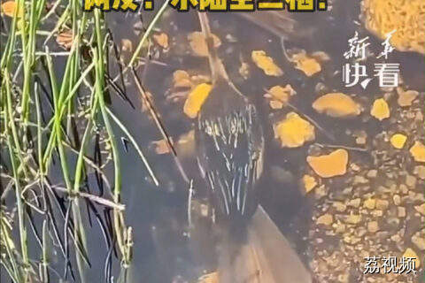 稀有度堪比大熊猫！在水里游泳的鸟你见过吗？