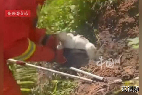 一条蟒蛇筑窝下蛇蛋，消防官兵15分钟成功解围