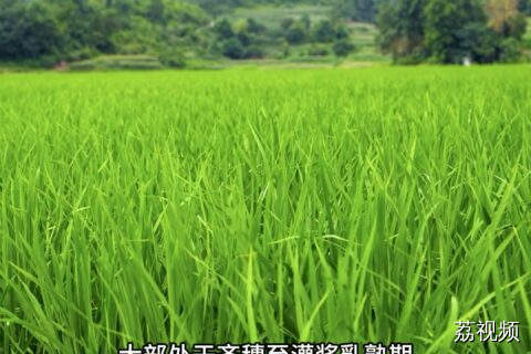 高温多雨，田间管理及果树采护这样做！