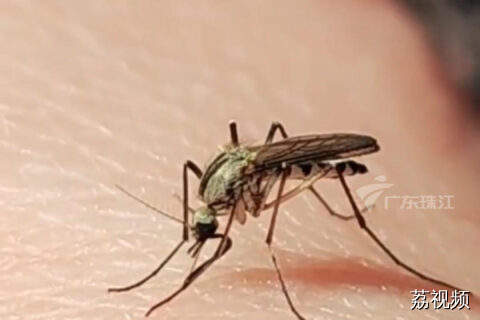 基孔肯雅热确诊病例1199例！