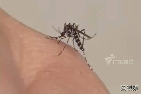 教你辨别常见的四种蚊子，哪种最让你头疼