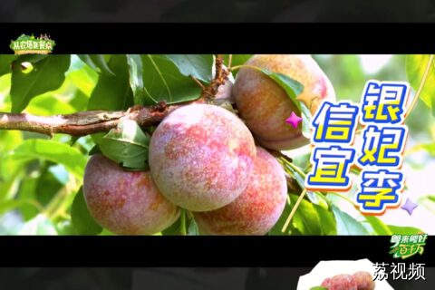 打工人的精神李子已上线！