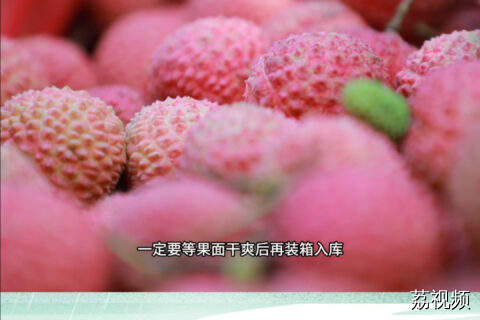 高温天气下，荔枝如何管理？