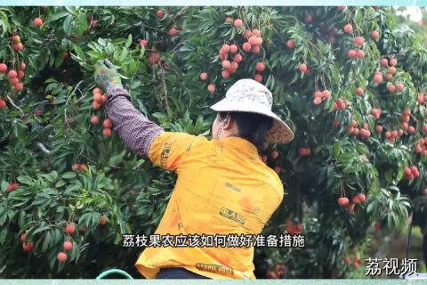 台风天来临前，荔枝果农应该如何做？